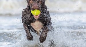 LIVING IN SPAIN WITH YOUR PETS